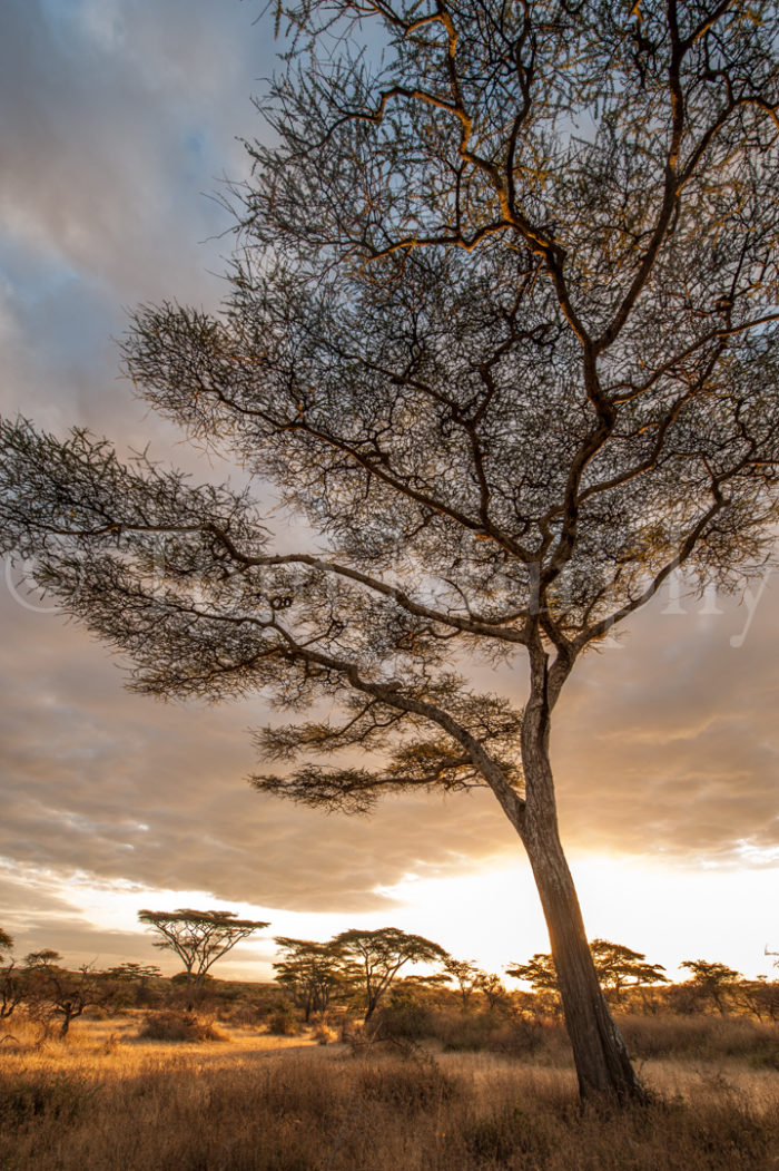 Acacia Trees Sunrise
