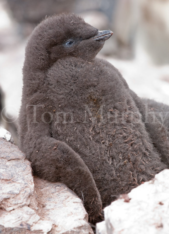 Adelie Penguin Chick Resting