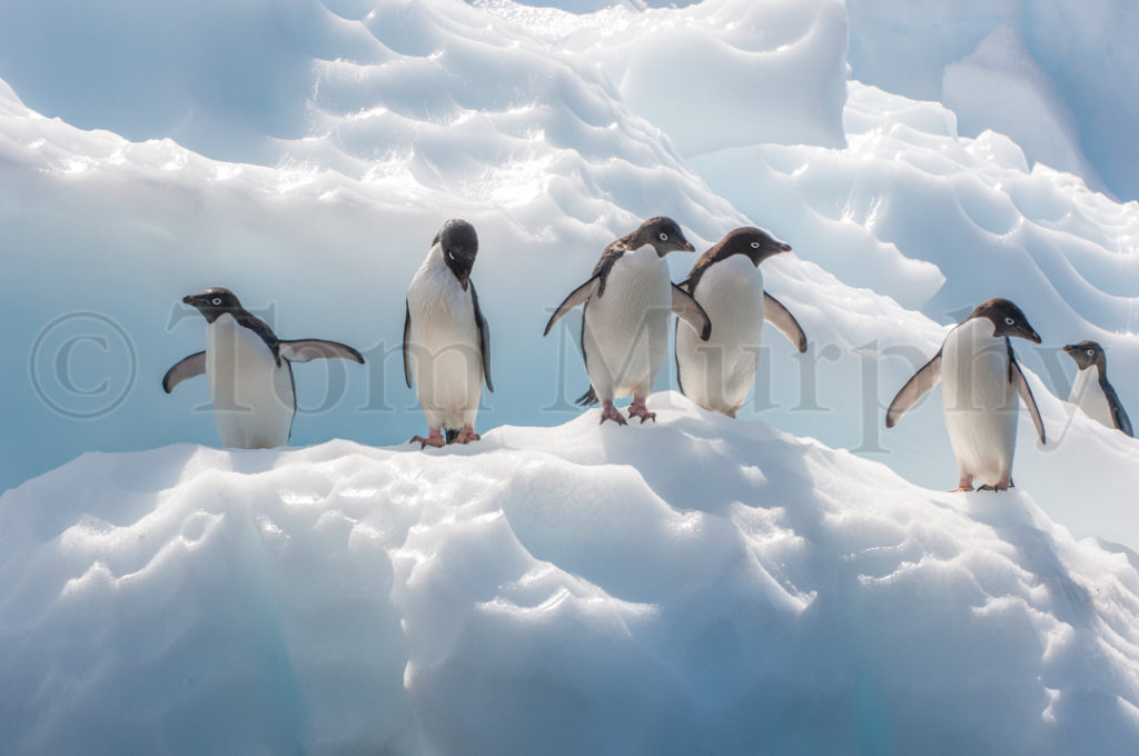 Adelie Penguin Group – Tom Murphy Photography