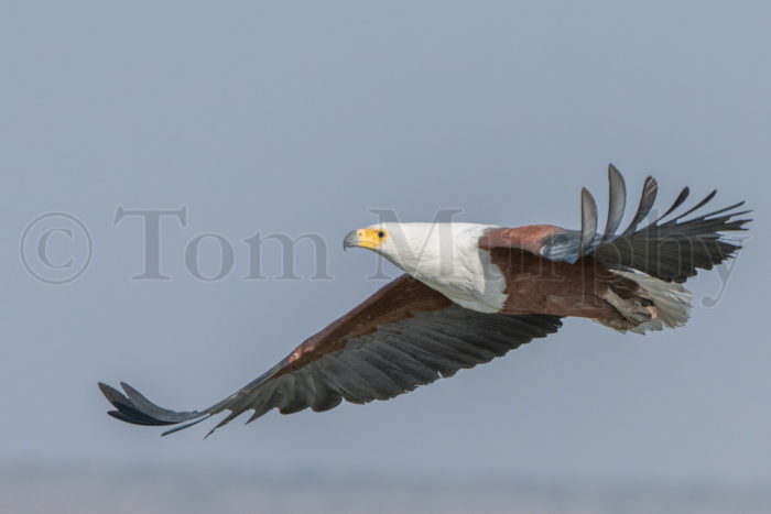 African Fish Eagle