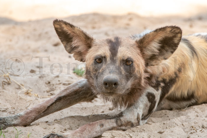 African Wild Dog Resting
