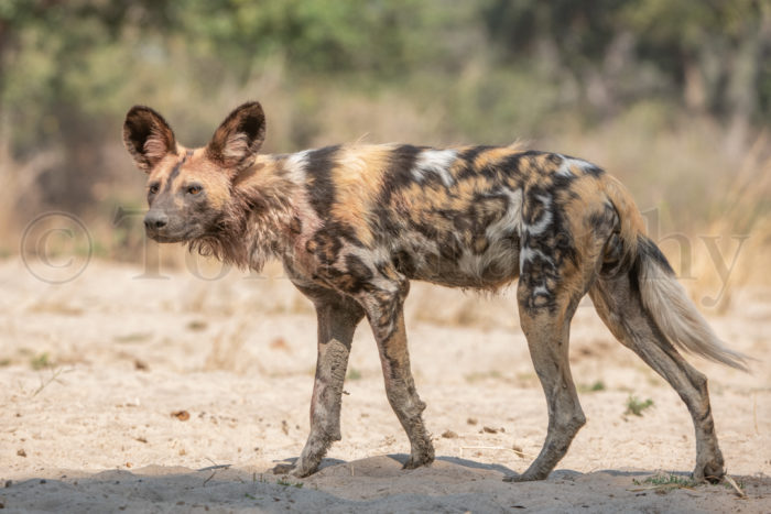 African Wild Dog Walking