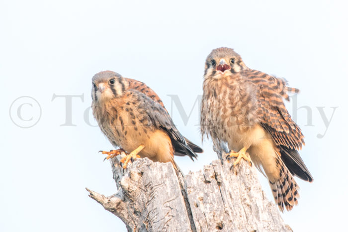 American Kestrel Juveniles