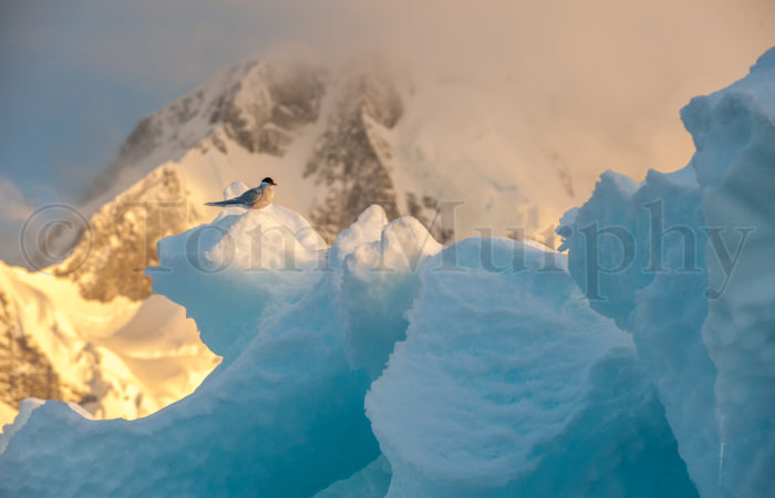 Antarctic Tern Ice