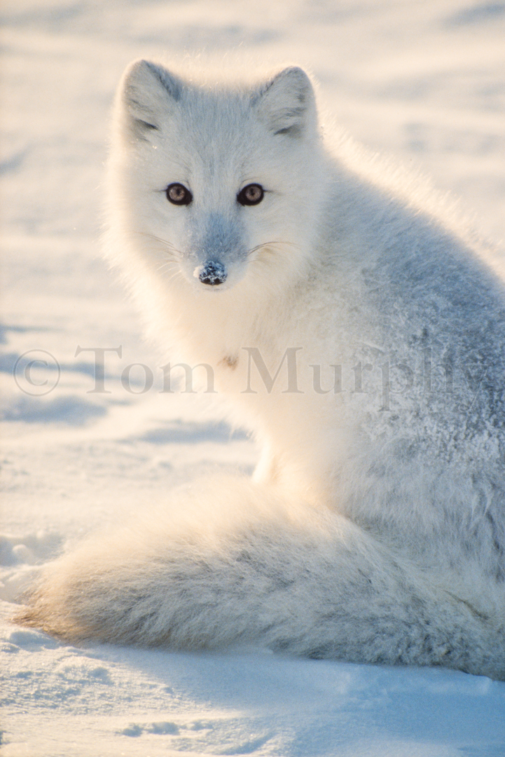 Arctic Fox