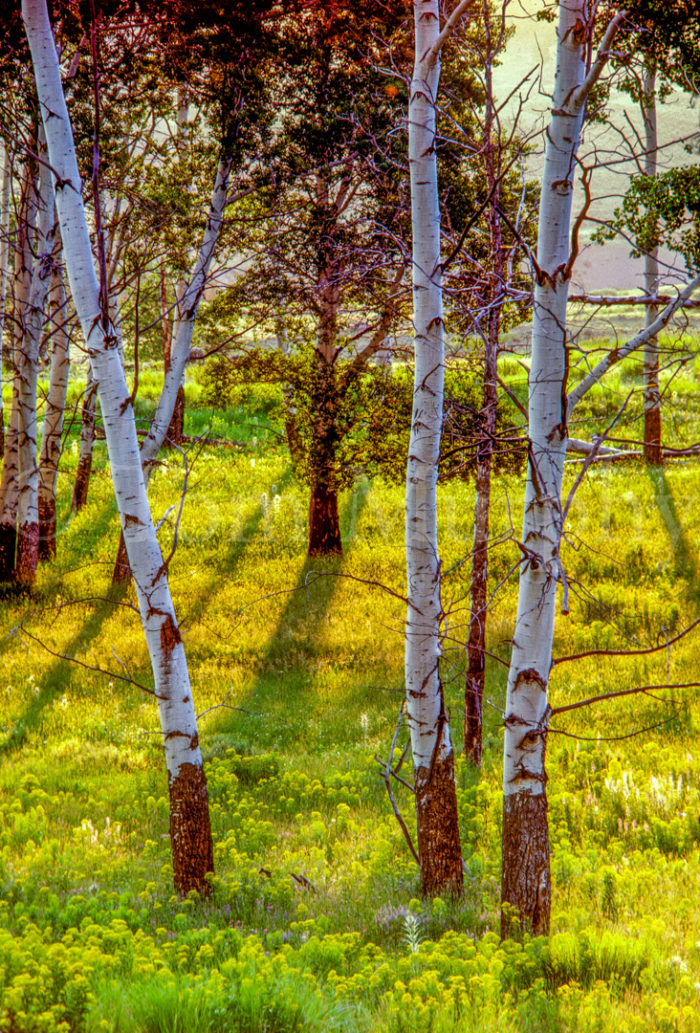 Aspens Summer Shadows