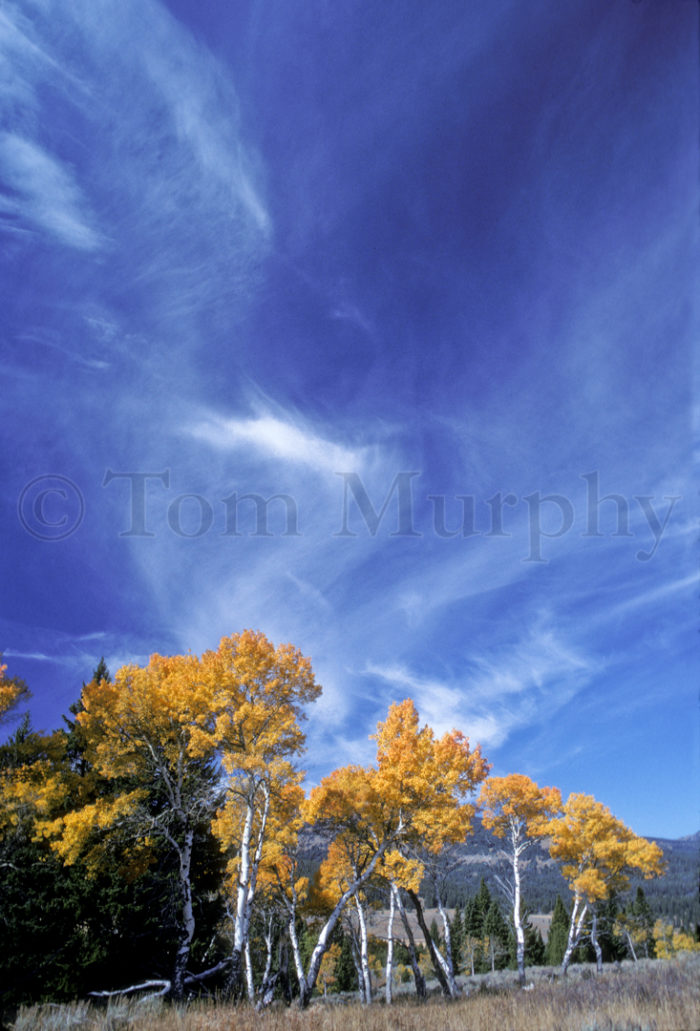Aspens Wispy Clouds