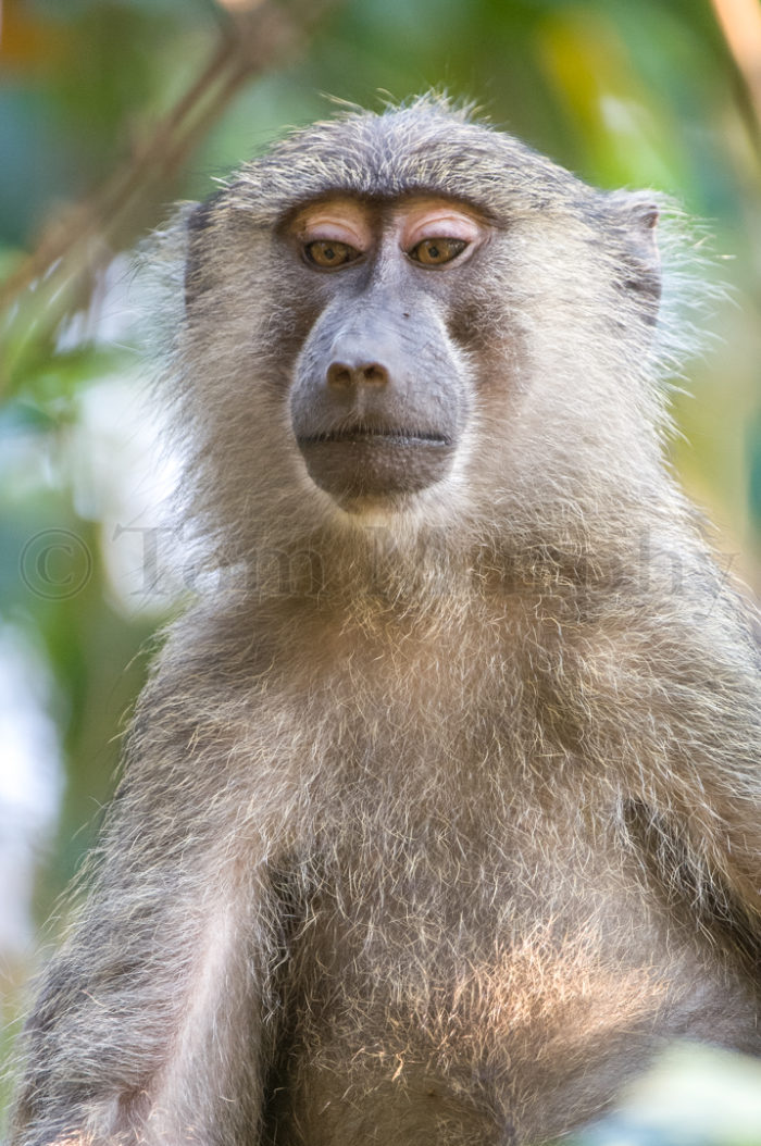 Baboon Face