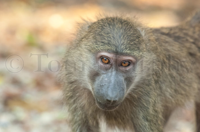 Baboon Juvenile