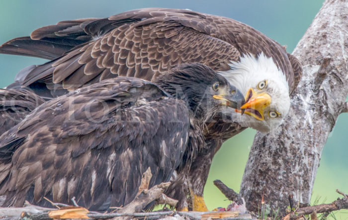 Bald Eagle Adult Feeding Chick