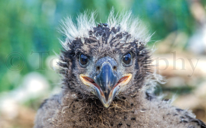 Bald Eagle Chick Head