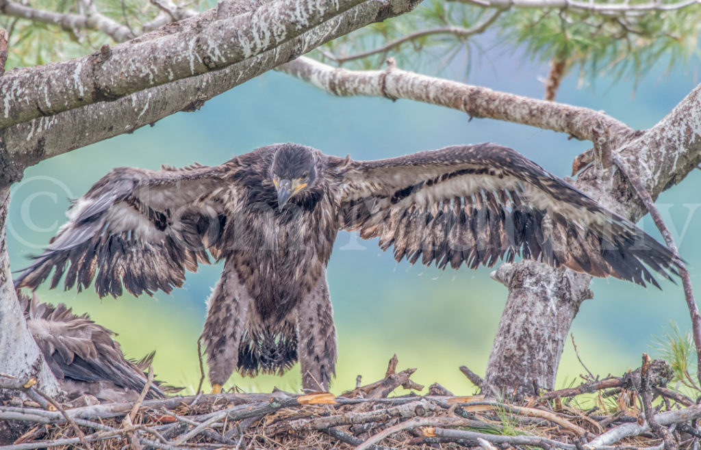 Bald Eagle Chick Spreading Wings – Tom Murphy Photography