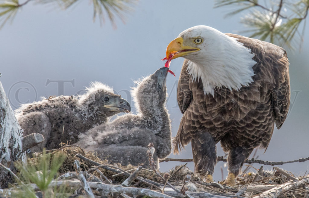 Bald Eagle Feeding Chicks Tom Murphy Photography