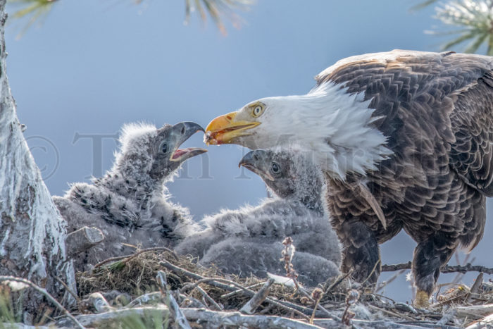 Bald Eagle Feeding Chicks