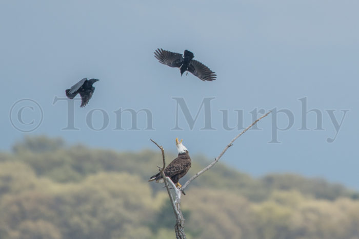 Bald Eagle Fighting With Crows