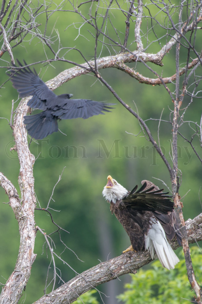 Bald Eagle Fighting With Crow
