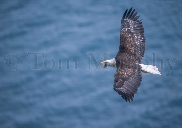 Bald Eagle Flying Ocean