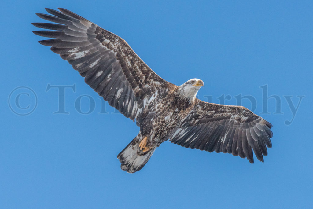 Bald Eagle Immature Flying – Tom Murphy Photography