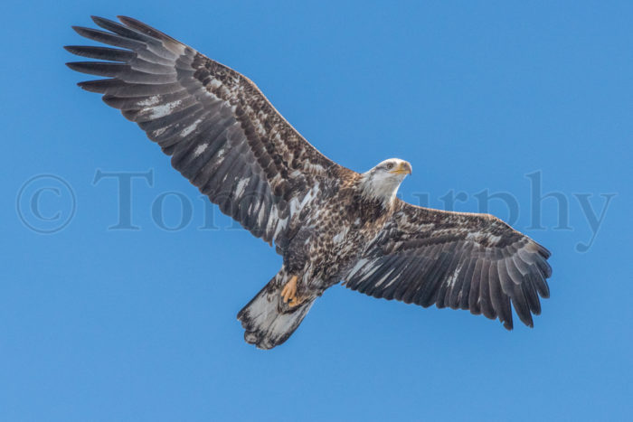 Bald Eagle Immature Flying