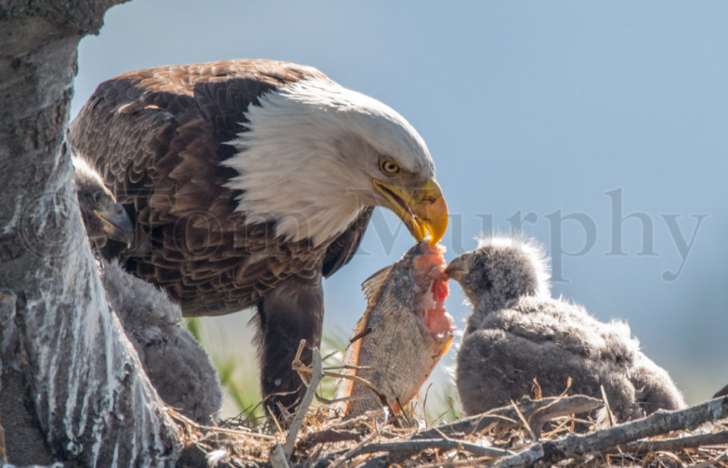 Bald Eagle Mom Feeding Chicks Tom Murphy Photography