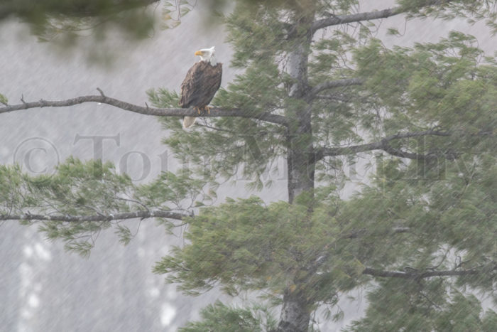 Bald Eagle Snowstorm