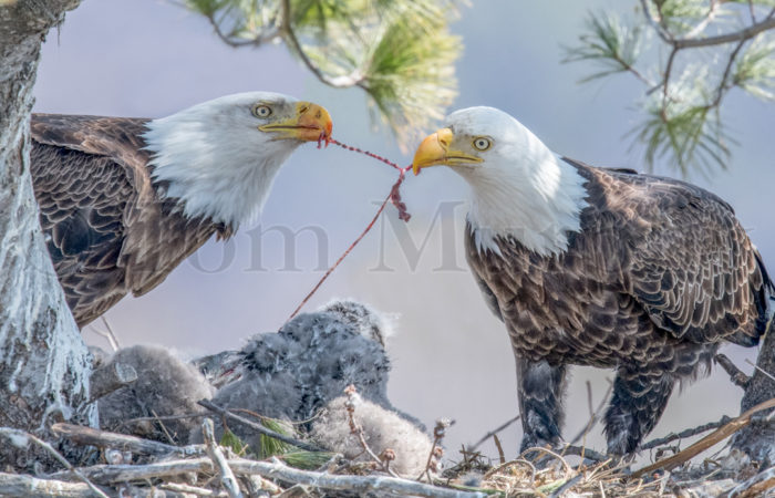 Bald Eagles Feeding Chicks