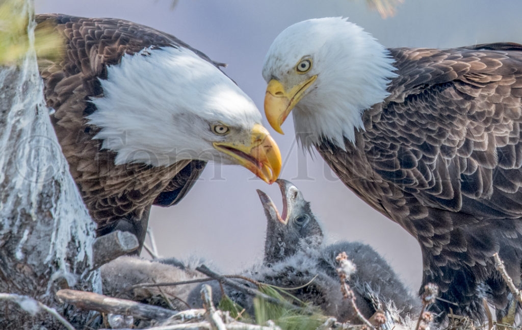 Bald Eagles Feeding Chicks Tom Murphy Photography