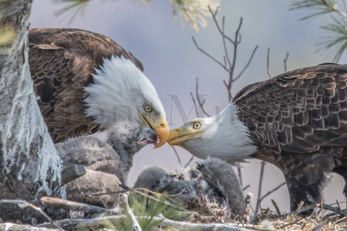 Bald Eagles Feeding Chicks
