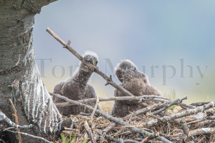 Bald Eaglets Playing With Sticks