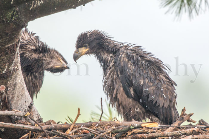 Bald Eaglets Wet