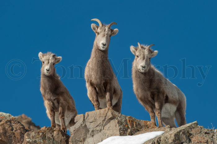 Big Horn Sheep Yeti Tumbler