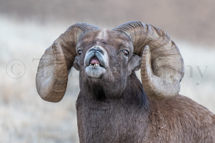 Bighorn Ram Flehmen Lip Curl