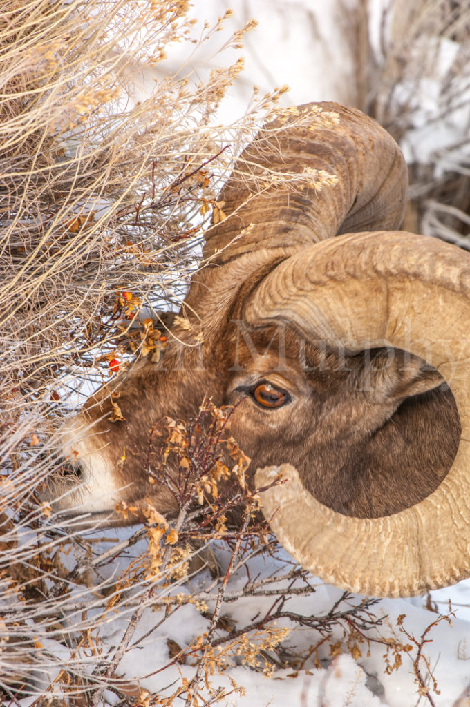 BighornRamHeadRosehips_10867-