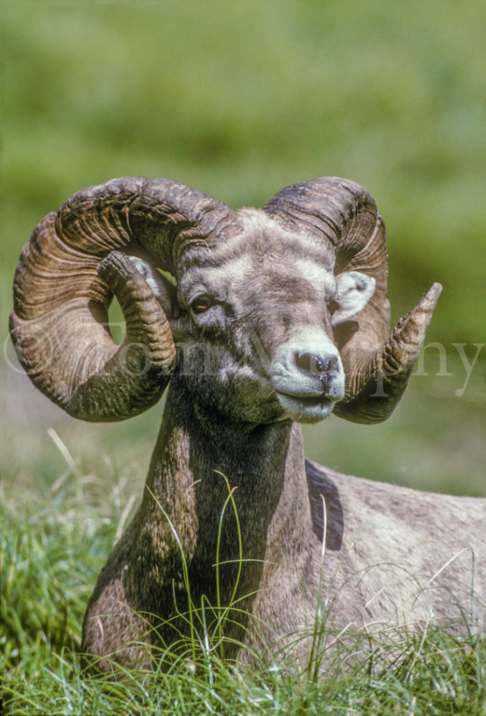 Bighorn Ram Head