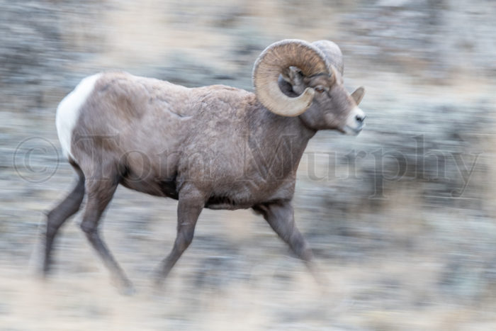 Bighorn Ram Running Blurred