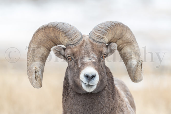 Bighorn Ram Smile