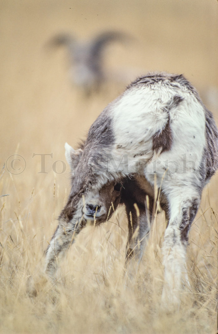 Bighorn Sheep Juvenile Peeking
