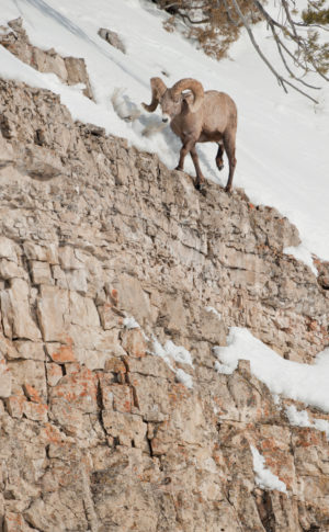 Bighorn Sheep Ram Cliff