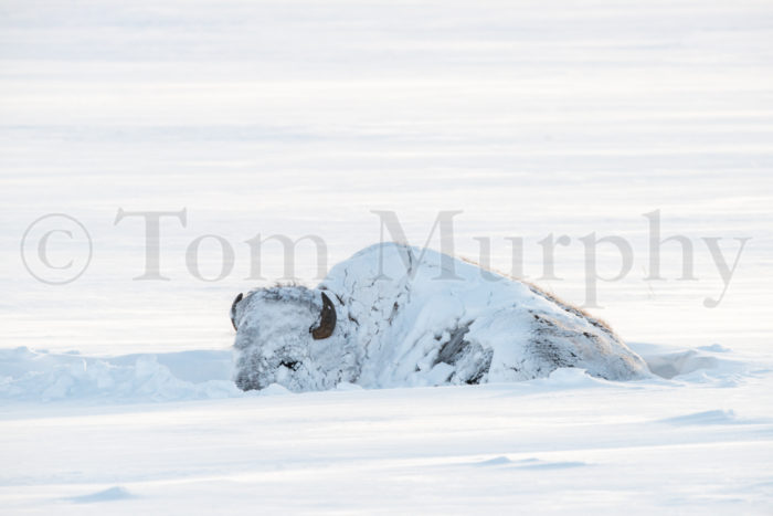 Bison  Snow  Covered