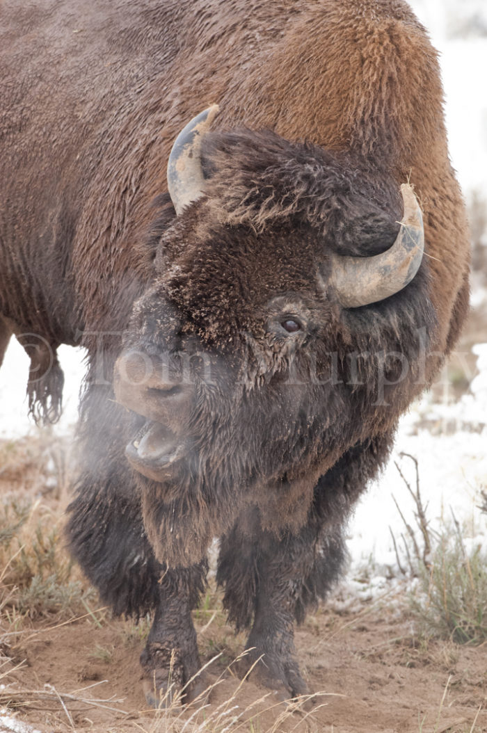 Bison Bull Breath Grunting