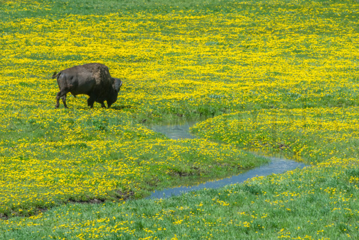 Bison Bull Dandelions