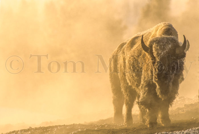 Bison Bull Gold Steam