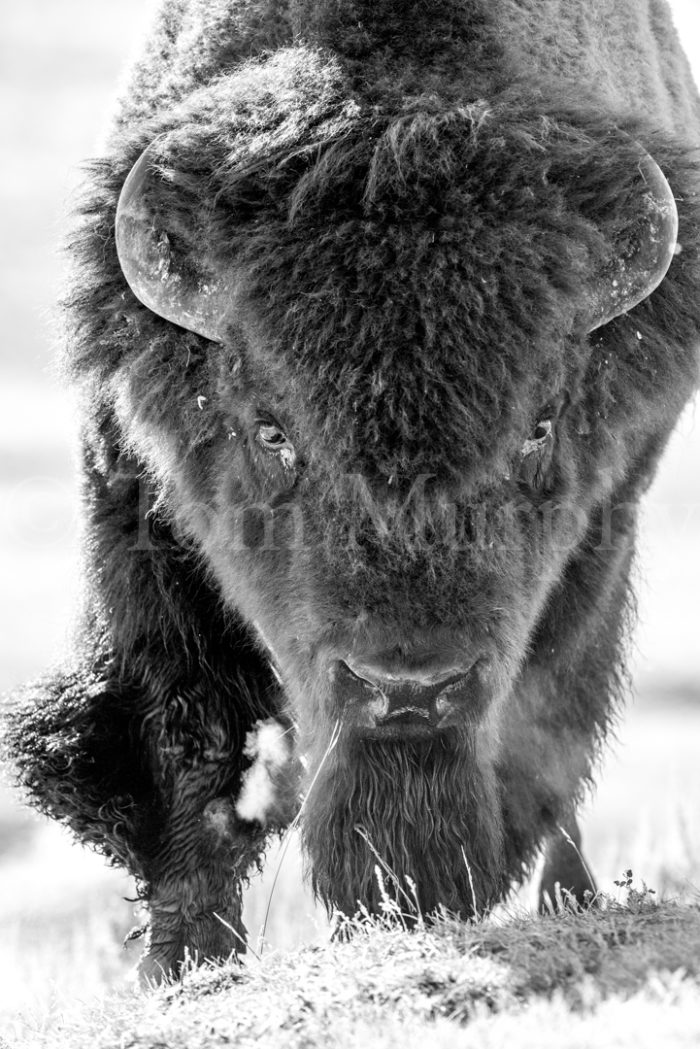 Bison Bull Head