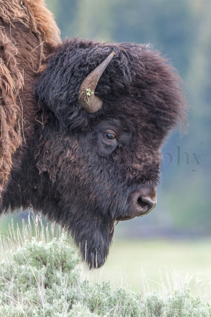 Bison Bull Head