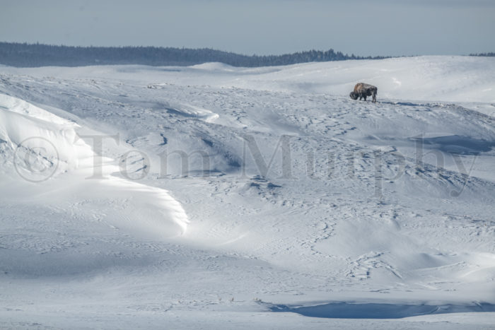 Bison Bull Snowdrifts Hayden