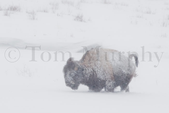 Bison Bull Snowstorm