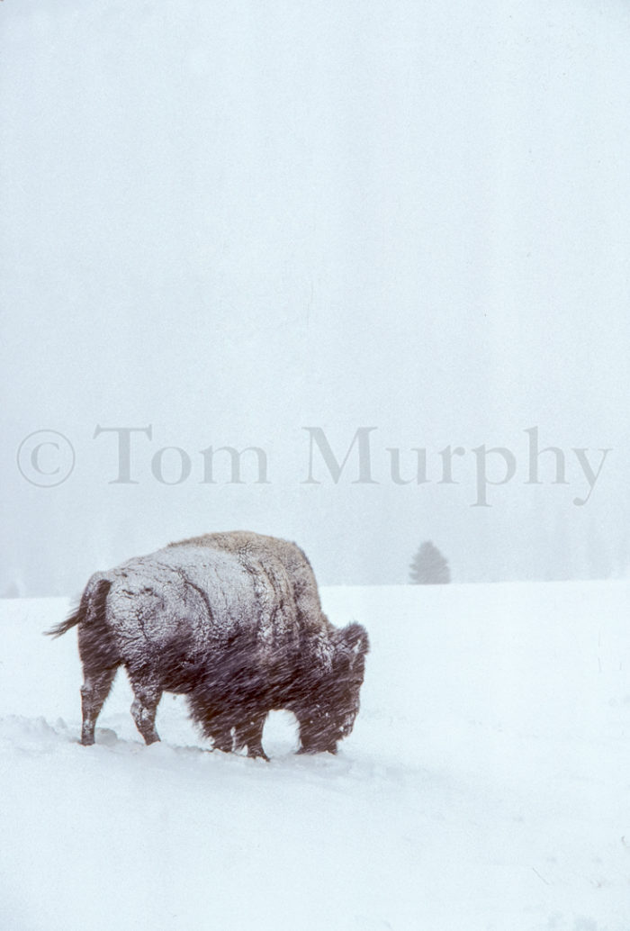 Bison Bull Snowstorm