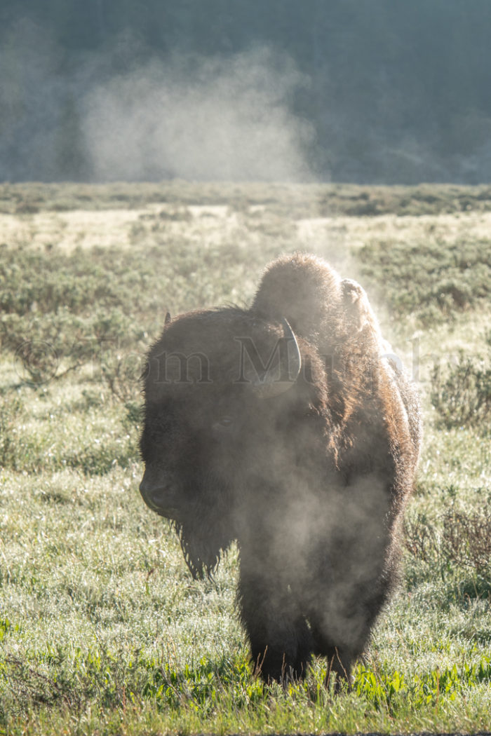 Bison Bull Steam Morning