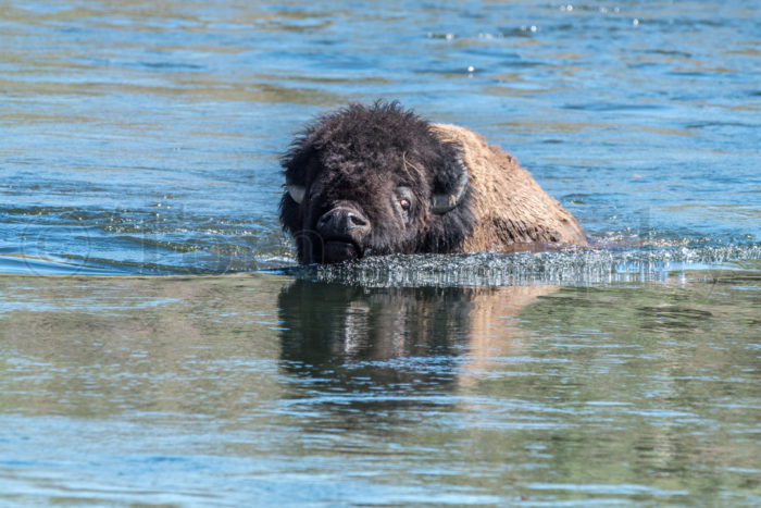 Bison Bull Swimming River