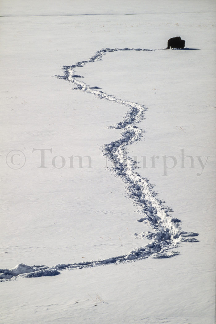 Bison Bull Wading Through Snow